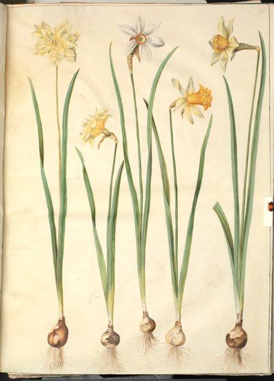 Narcissus pseudonarcissus; Narcissus poeticus (narciso dei poeti); Narcissus ×incomparabilis (narciso da giardino) da Hans Simon Holtzbecker