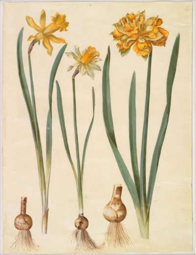 Narcissus pseudonarcissus major (grande narciso); Narcissus pseudonarcissus bicolor (narciso bicolore); Narcissus pseudonarcissus da Hans Simon Holtzbecker