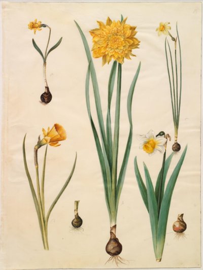 Narcissus pseudonarcissus minor; Narcissus pseudonarcissus (narciso); Narcissus ×tenuior; Narcissus bulbocodium (narciso crinolina); Narcissus pseudonarcissus bicolor (narciso bicolore) da Hans Simon Holtzbecker