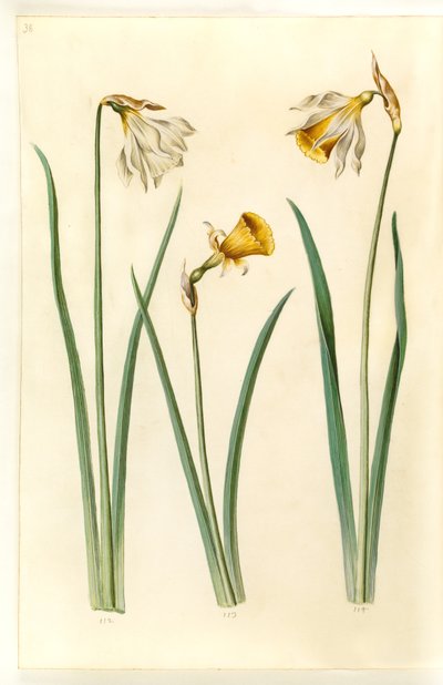 Narcissus pseudonarcissus moschatus (narciso muschiato); Narcissus bulbocodium (narciso crinolina); Narcissus pseudonarcissus (narciso giallo) da Hans Simon Holtzbecker