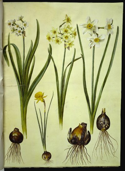 Narcissus tazetta (tazet); Narcissus ×medioluteus (narciso a due fiori); Narcissus bulbocodium (narciso crinolina) da Hans Simon Holtzbecker
