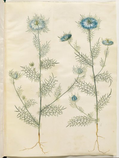 Nigella damascena (damigella verde) da Hans Simon Holtzbecker