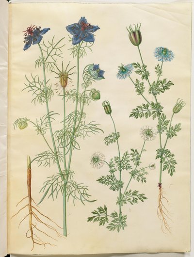 Nigella hispanica (diavolo nel cespuglio); Nigella sativa (cumino nero) da Hans Simon Holtzbecker