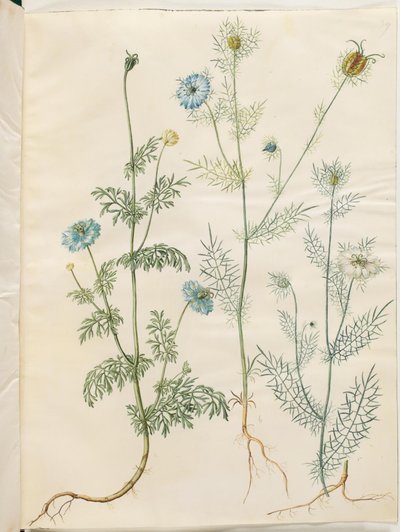 Nigella sativa (cumino nero); Nigella damascena (fanciulla nei verdi) da Hans Simon Holtzbecker