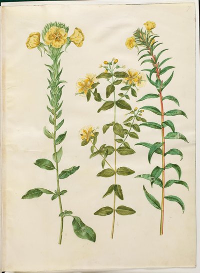 Oenothera biennis (enotera biennale); Hypericum hircinum (iperico puzzolente); Oenothera rubricaulis (enotera a frutto rosso) da Hans Simon Holtzbecker