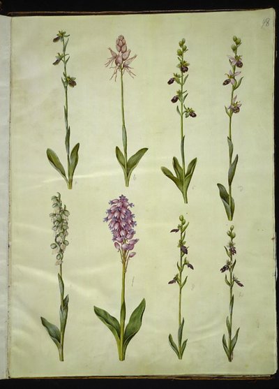 Ophrys apifera o Ophrys sphegodes (bi-flueblomst o tidlig flueblomst); "Orchis simia" (fantasiblomst); Ophrys apifera (bi-flueblomst); Orchis (gøgeurt); Orchis militaris (ridder-gøgeurt); Ophrys insectifera (almindelig flueblomst) da Hans Simon Holtzbecker