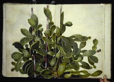 Opuntia ficus-indica, Opuntia humifusa o Opuntia monacantha (specie di fico d