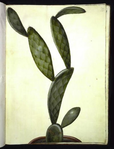 Opuntia monacantha (fico d