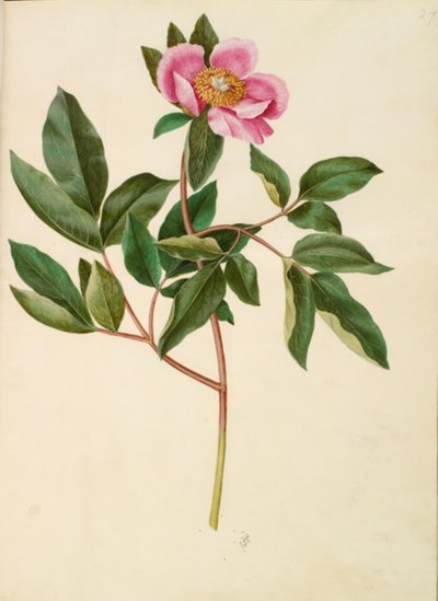 Paeonia mascula (peonia a foglie grandi) da Hans Simon Holtzbecker
