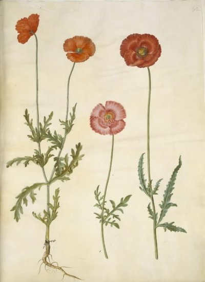 Papaver dubium (papavero dei campi); Papaver rhoeas (papavero comune) da Hans Simon Holtzbecker