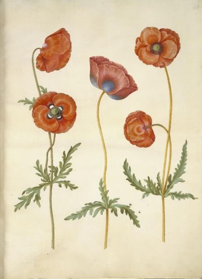 Papaver rhoeas (papavero comune) da Hans Simon Holtzbecker