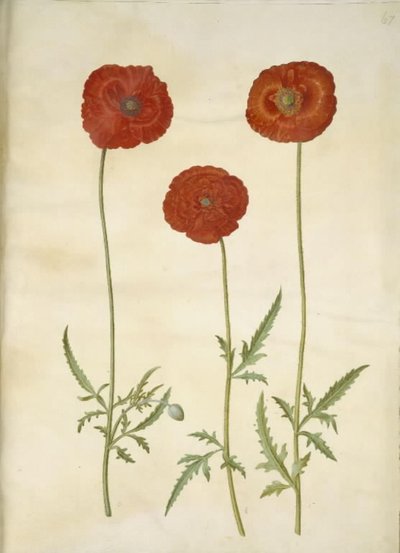 Papaver rhoeas (papavero comune) da Hans Simon Holtzbecker