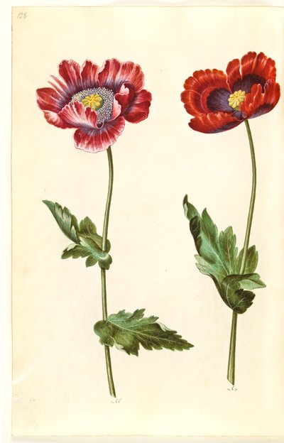 Papaver somniferum da Hans Simon Holtzbecker