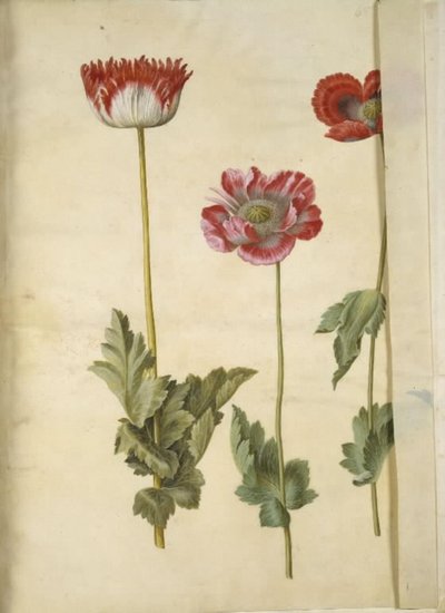 Papaver somniferum (papavero da oppio) da Hans Simon Holtzbecker