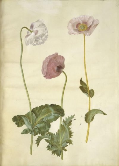 Papaver somniferum (papavero da oppio) da Hans Simon Holtzbecker
