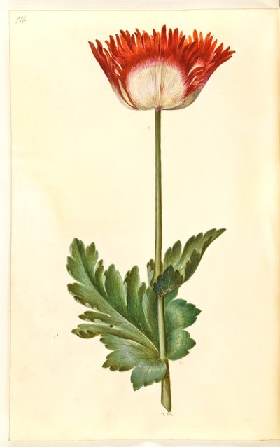 Papaver somniferum (papavero da oppio) da Hans Simon Holtzbecker