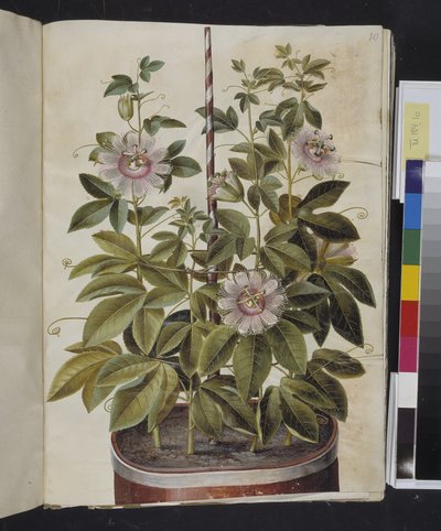 Passiflora incarnata (fiore della passione) da Hans Simon Holtzbecker
