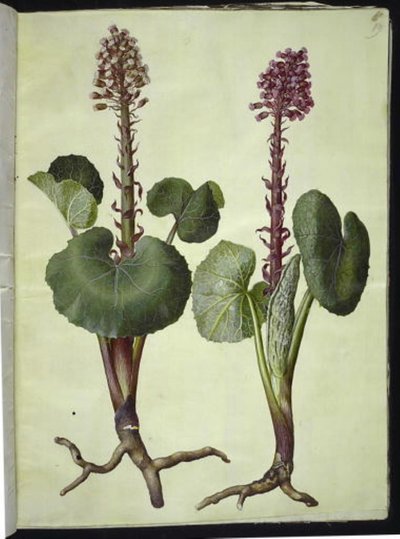 Petasites hybridus (farfaraccio maggiore) da Hans Simon Holtzbecker