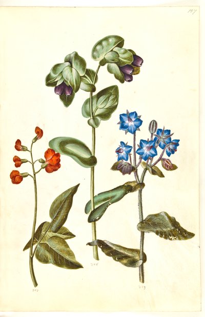 Phaseolus coccineus (fagiolo rampicante); Cerinthe major (cerinthe maggiore); Borago officinalis (borragine) da Hans Simon Holtzbecker