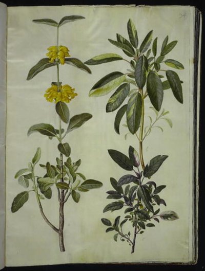 Phlomis fruticosa (coda di leone comune); Salvia officinalis (salvia officinale) da Hans Simon Holtzbecker