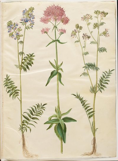 Polemonium caeruleum (scala di Giacobbe comune); Centranthus ruber (valeriana rossa) da Hans Simon Holtzbecker