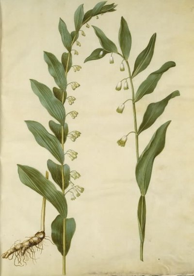 Polygonatum multiflorum (grande convallaria); Polygonatum odoratum (convallaria angolata) da Hans Simon Holtzbecker