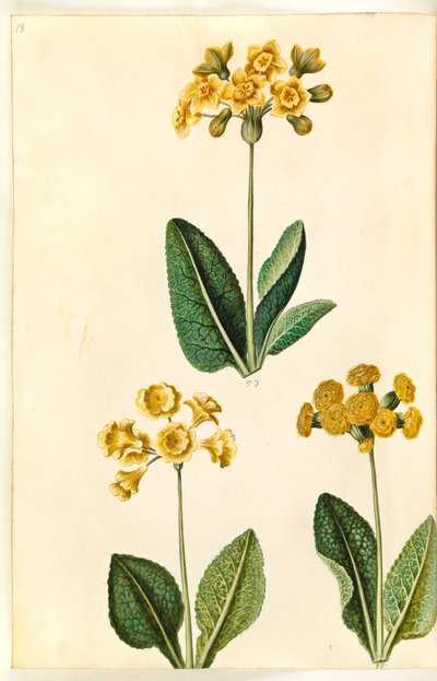 Primula ×polyantha (?); Primula veris (?) da Hans Simon Holtzbecker