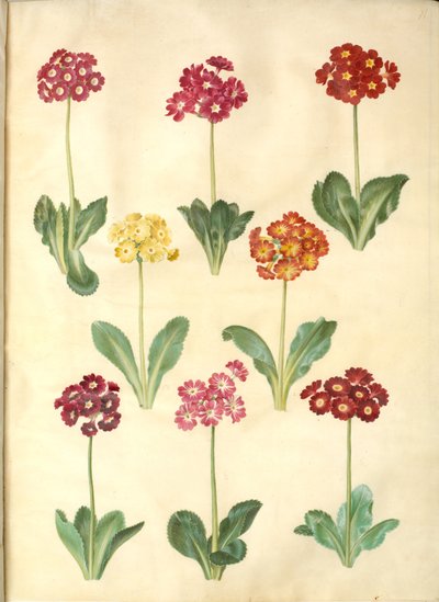 Primula ×pubescens (auricola da giardino) da Hans Simon Holtzbecker