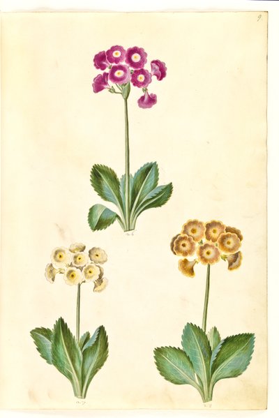 Primula ×pubescens (auricola da giardino) da Hans Simon Holtzbecker