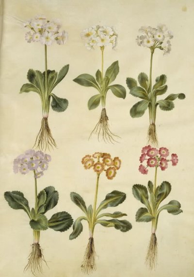 Primula ×pubescens (auricola da giardino) da Hans Simon Holtzbecker