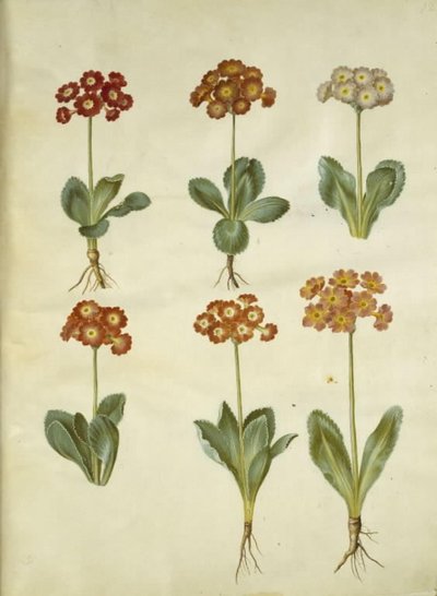Primula ×pubescens (auricola da giardino) da Hans Simon Holtzbecker