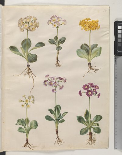 Primula ×pubescens Wulfen (auricola da giardino) da Hans Simon Holtzbecker
