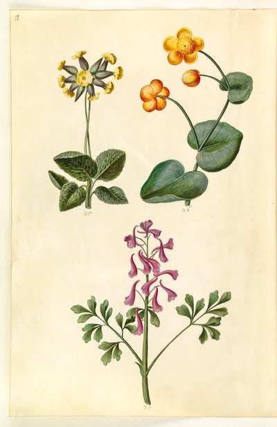 Primula veris; Caltha palustris; Corydalis cava da Hans Simon Holtzbecker