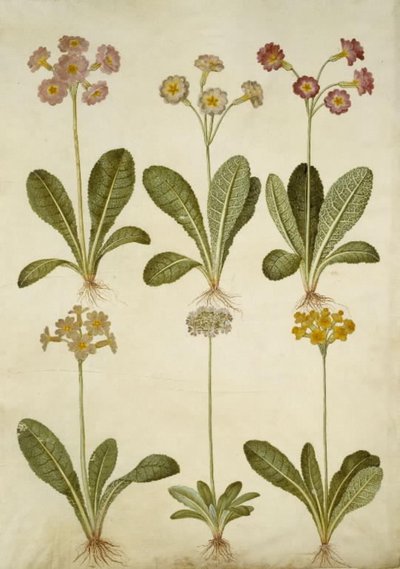 Primula veris (ibrido di primula); Primula farinosa (primula farinosa) da Hans Simon Holtzbecker