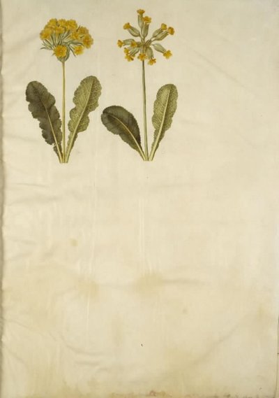 Primula veris (ibrido di primula veris); Primula veris da Hans Simon Holtzbecker