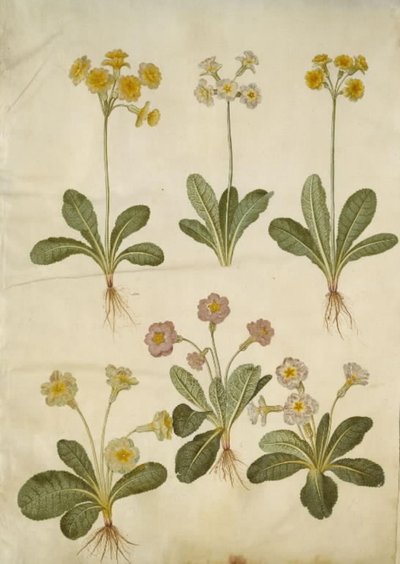Primula veris (ibrido di primula conica); Primula vulgaris (ibrido di primula a fiore grande) da Hans Simon Holtzbecker