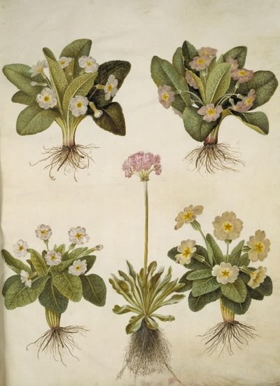 Primula vulgaris (ibrido di primula a grandi fiori); Primula farinosa (primula farinosa) da Hans Simon Holtzbecker