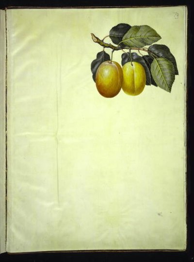 Prunus domestica (prugna) da Hans Simon Holtzbecker