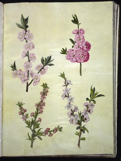 Prunus dulcis (mandorlo); Prunus persica (pesco) da Hans Simon Holtzbecker