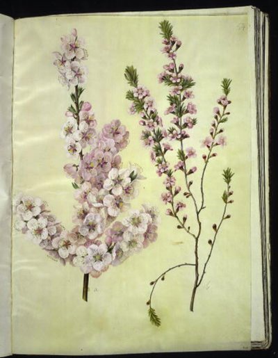 Prunus dulcis (mandorlo); Prunus tenella (mandorlo nano) da Hans Simon Holtzbecker