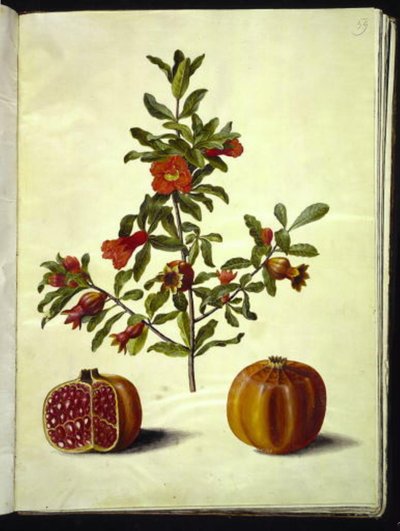 Punica granatum (melograno) da Hans Simon Holtzbecker