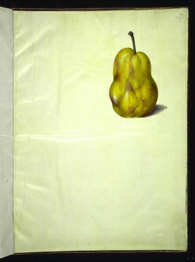 Pyrus communis (pero comune) da Hans Simon Holtzbecker