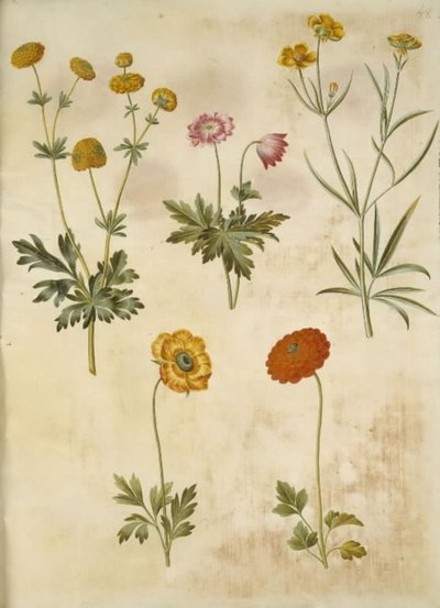 Ranunculus acris (ranuncolo comune); Anemone nemorosa (anemone dei boschi); Ranunculus illyricus (ranuncolo illirico); Ranunculus asiaticus (ranuncolo asiatico) da Hans Simon Holtzbecker