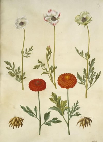 Ranunculus asiaticus (ranuncolo) da Hans Simon Holtzbecker