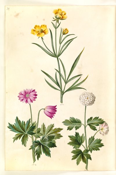 Ranunculus illyricus (ranuncolo delle steppe); Anemone nemorosa (anemone bianco) da Hans Simon Holtzbecker