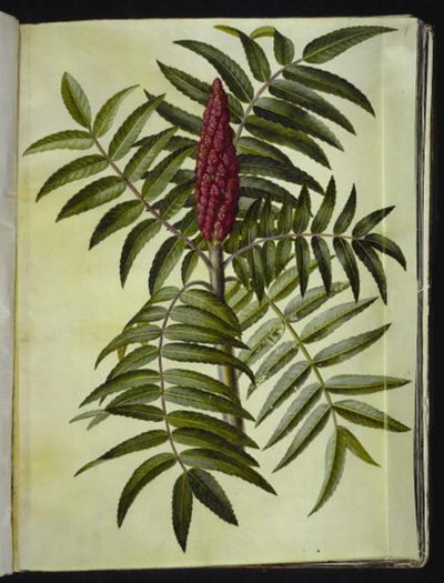 Rhus typhina da Hans Simon Holtzbecker