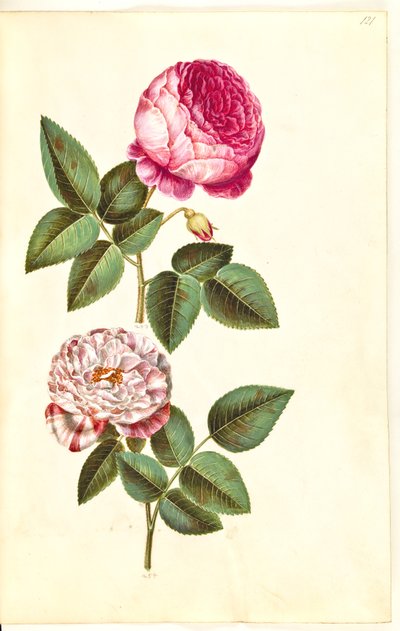 Rosa ×centifolia (rosa centifolia); Rosa gallica versicolor (
