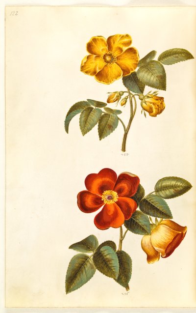 Rosa foetida (rosa gialla); Rosa foetida (rosa turca) da Hans Simon Holtzbecker