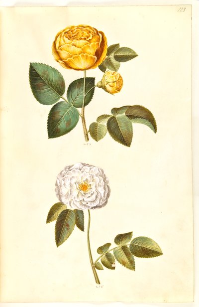 Rosa hemisphaerica (rosa gialla sulfurea); Rosa ×alba (rosa bianca) da Hans Simon Holtzbecker