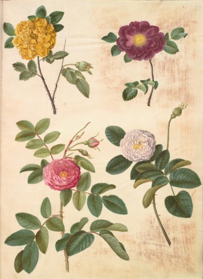 Rosa hemisphaerica; Rosa gallica; Rosa ×damascena da Hans Simon Holtzbecker